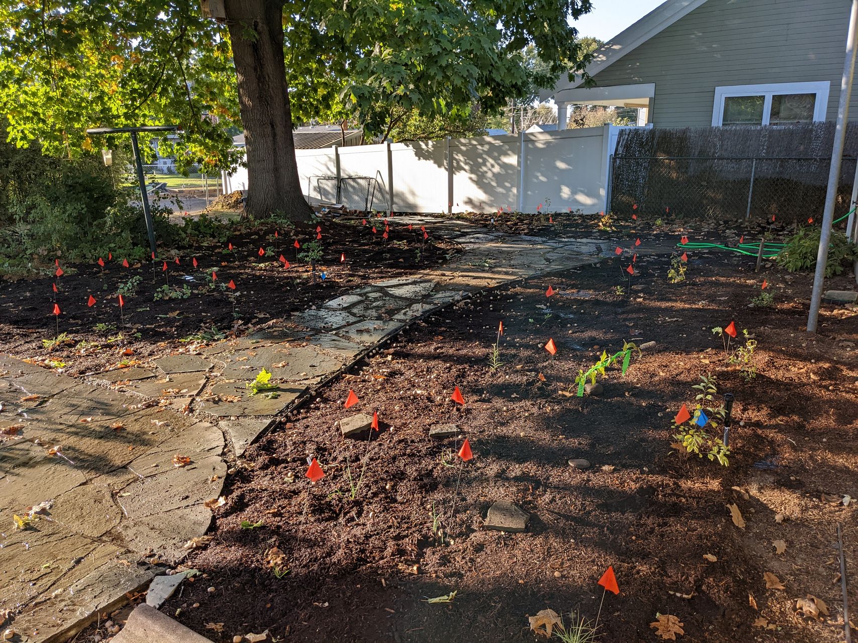 wide angle view of all the plants in the ground, showing flags sticking up from the mulch every few feet